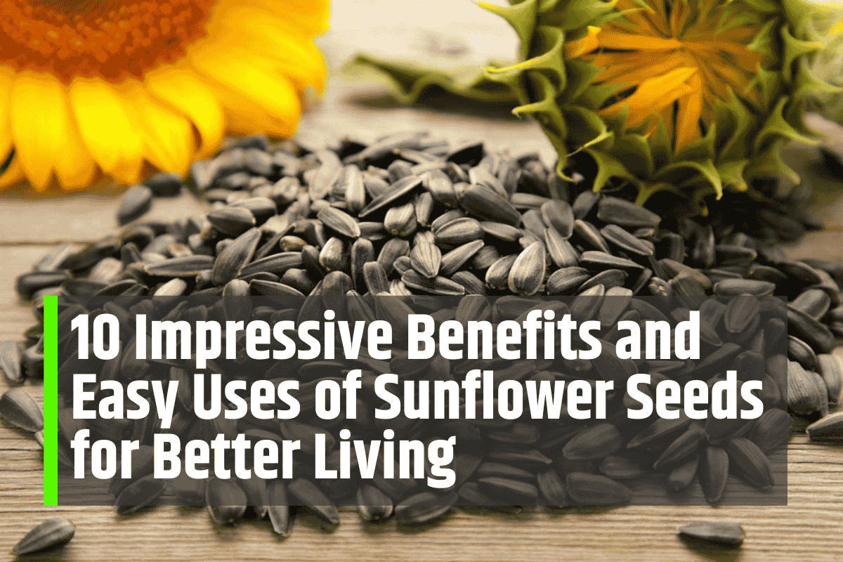 10 Impressive Benefits and Easy Uses of Sunflower Seeds for Better Living