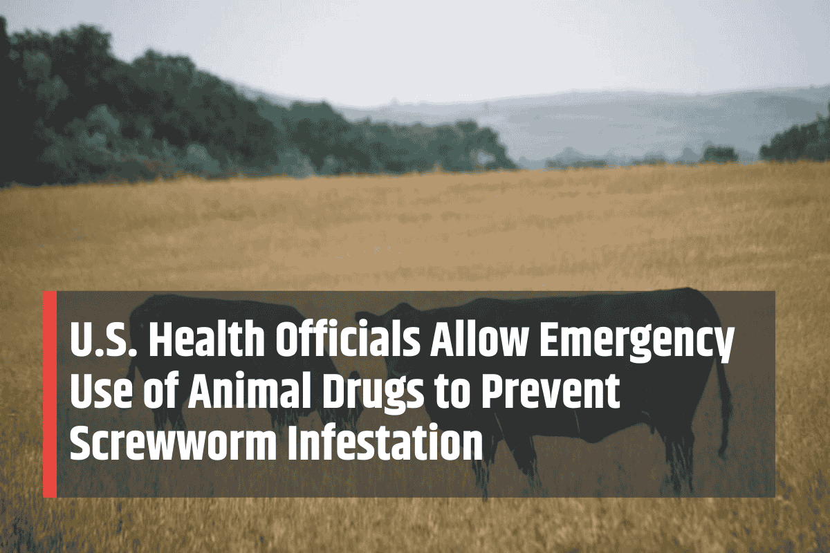 U.S. Health Officials Allow Emergency Use of Animal Drugs to Prevent Screwworm Infestation